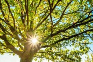 Sunlight filtering through lush green tree branches